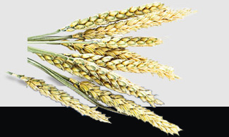 ��ҳ- �ڲ���������Ϊ��,רҵ����!