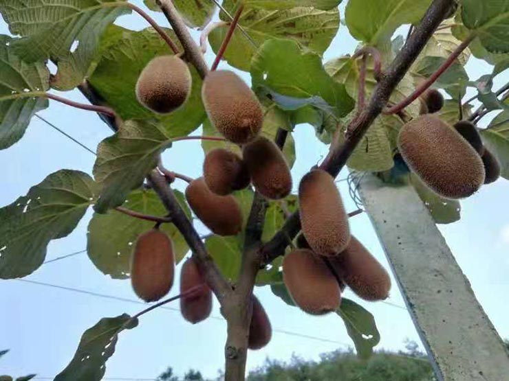 ��ҳ- �ڲ���������Ϊ��,רҵ����!