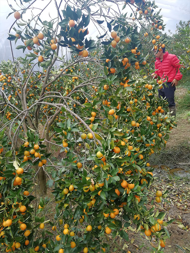 ��ҳ- �ڲ���������Ϊ��,רҵ����!