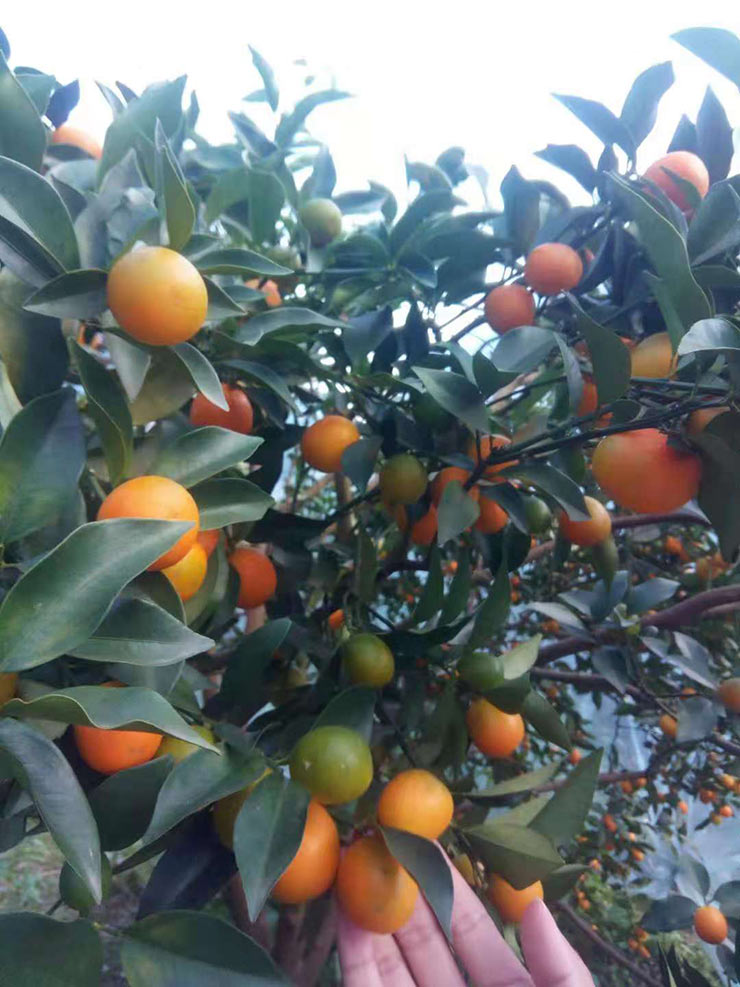 ��ҳ- �ڲ���������Ϊ��,רҵ����!